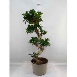 Ficus microcarpa 'Ginseng'