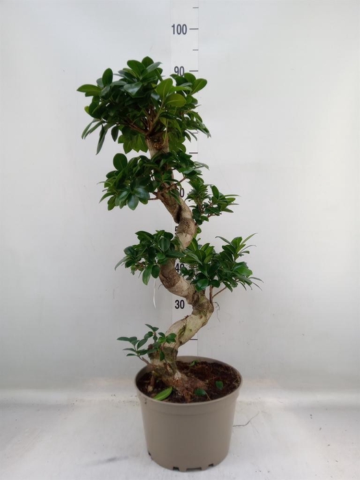 <h4>Ficus microcarpa 'Ginseng'</h4>