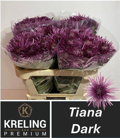 <h4>Chr G Tiana Dark</h4>