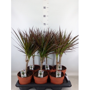 Dracaena marg. 'Magenta'