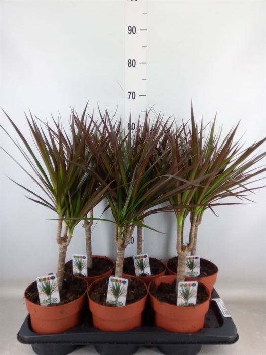 <h4>Dracaena marg. 'Magenta'</h4>