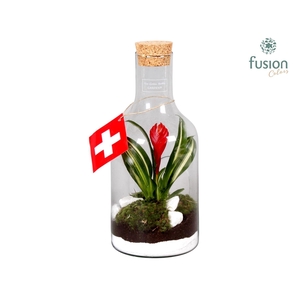 Green Bottle met Bromelia