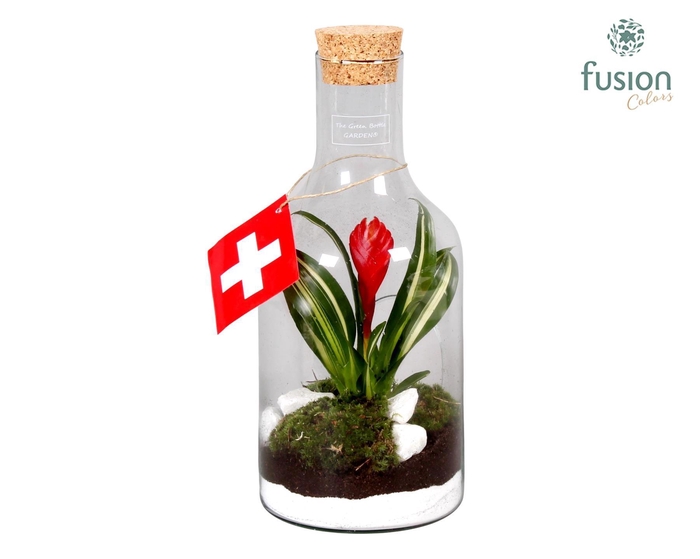 <h4>Green Bottle met Bromelia</h4>