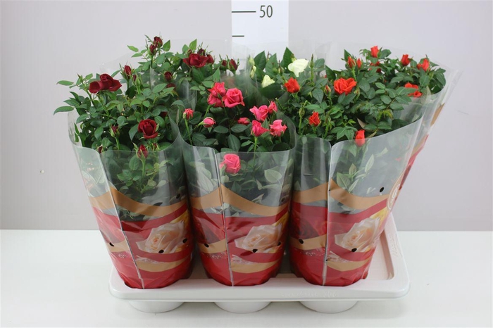 <h4>Rosa Favourite Gemengd</h4>