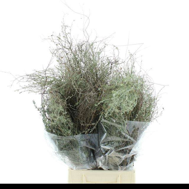 <h4>SNIJBLOEMEN OV BS</h4>