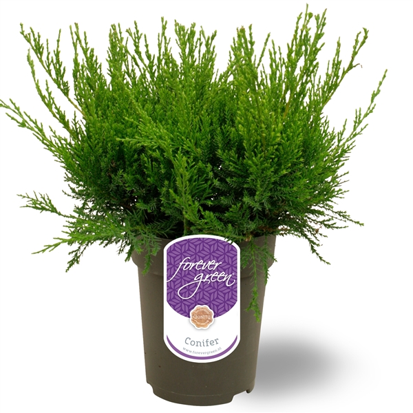 <h4>Juniperus x pfitzeriana 'Mint Julep' P15</h4>