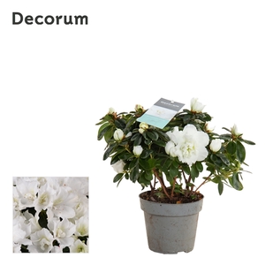 Azalea 13 cm Wit - Decorum