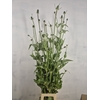 DIPSACUS