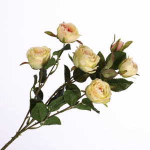 Rosa Spray Cream Pink FL440243CPK