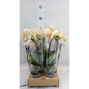 Phalaenopsis  'Elegant Cascade'