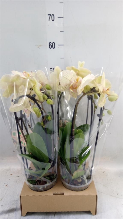 <h4>Phalaenopsis  'Elegant Cascade'</h4>