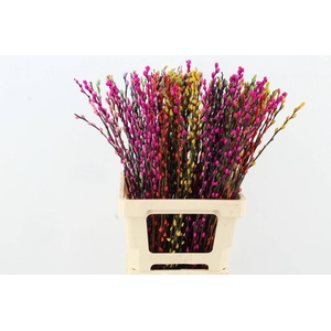 Salix Snowflake 70cm Mixed