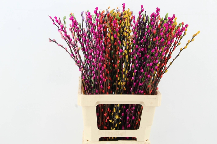 <h4>Salix Snowflake 70cm Mixed</h4>