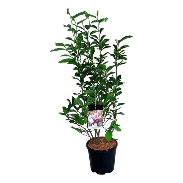 <h4>Magnolia soulangeana</h4>