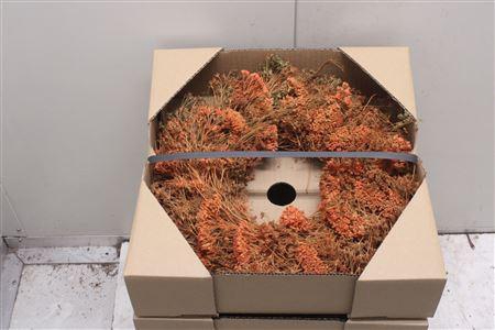 <h4>Krans Achillia Orange 35 Cm</h4>