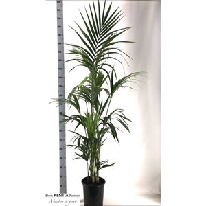 HOWEA FORSTERIANA
