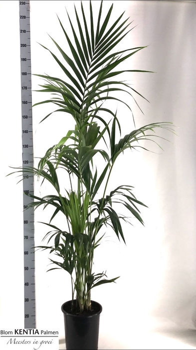 <h4>HOWEA FORSTERIANA</h4>
