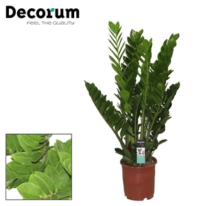 Zamioculcas 24 cm (Decorum)