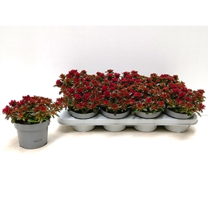 SEDUM SPU SPOT D ROS