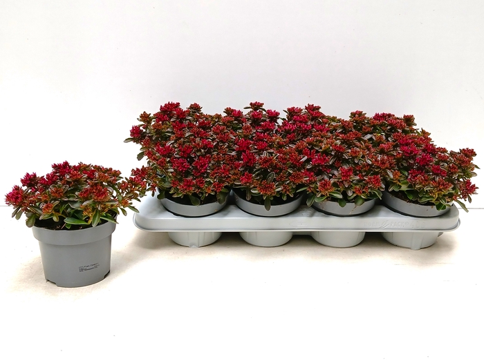 <h4>SEDUM SPU SPOT D ROS</h4>