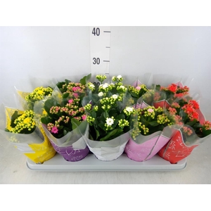 Kalanchoe blos. 'Perfecta'  ..mix 5