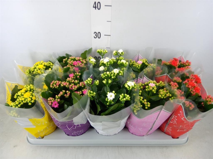 <h4>Kalanchoe blos. 'Perfecta'  ..mix 5</h4>