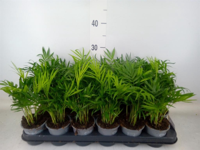 <h4>Chamaedorea elegans</h4>