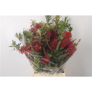 Callistemon Per Bunch
