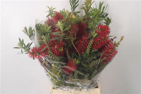 <h4>Callistemon Per Bunch</h4>