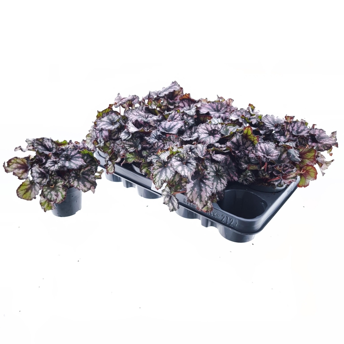 <h4>BEG M C CUMBIA</h4>