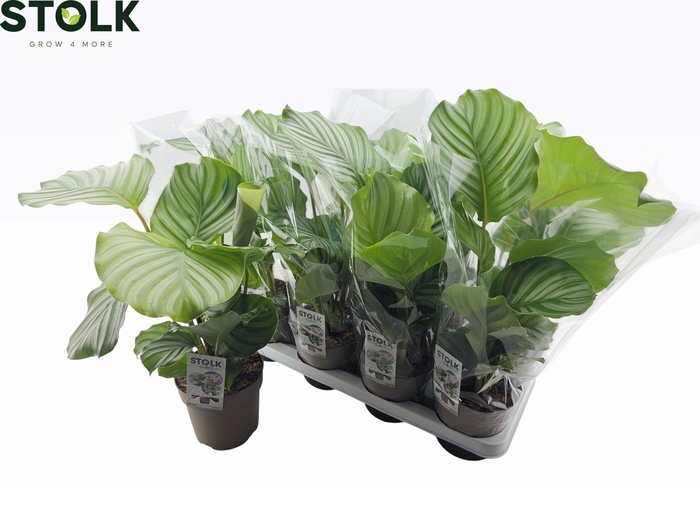 <h4>CALAT ORBIFOLIA</h4>