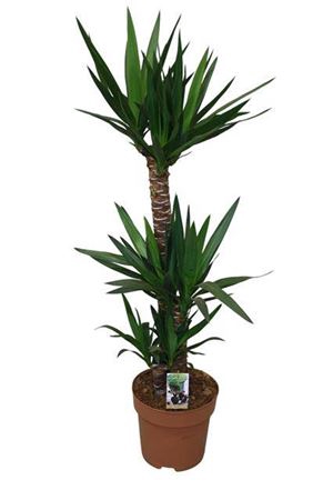 <h4>Yucca 904520</h4>