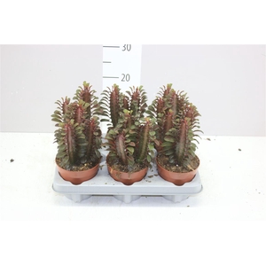 Euphorbia Trigona Rubra