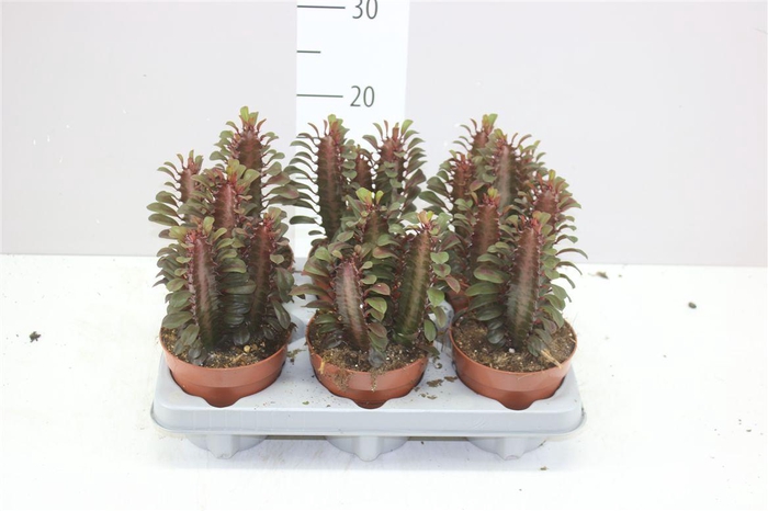 <h4>Euphorbia Trigona Rubra</h4>