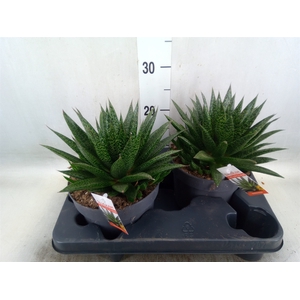 Gasteria