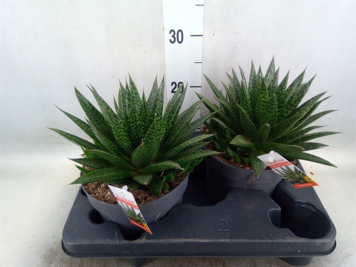 <h4>Gasteria</h4>