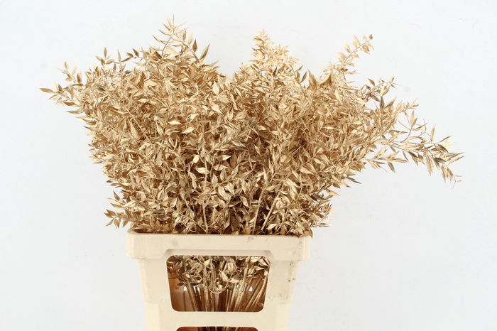 <h4>DF Ruscus 70cm Bs Antiq Gold</h4>