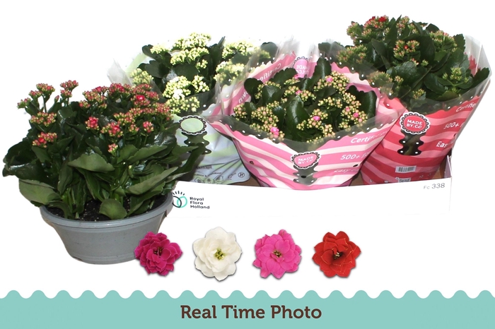 <h4>KAL GE GEM 4 KL</h4>