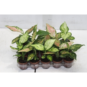 AGLAONEMA VARIADA P06