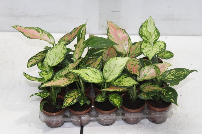<h4>AGLAONEMA VARIADA P06</h4>