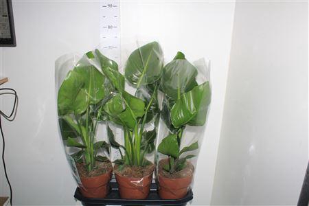 <h4>Strelitzia Nicolai</h4>