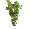 PITOSPORUM VARIEGATA MACO