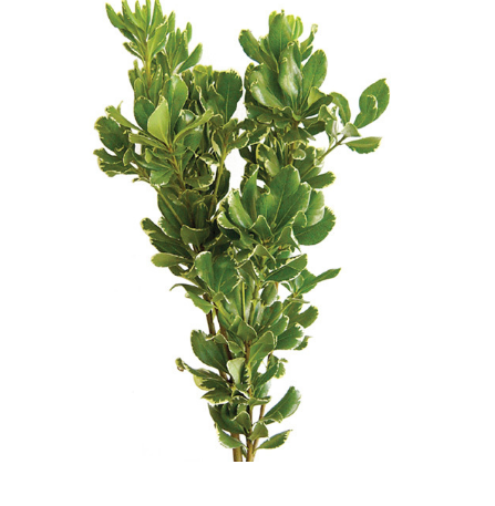 PITOSPORUM VARIEGATA MACO