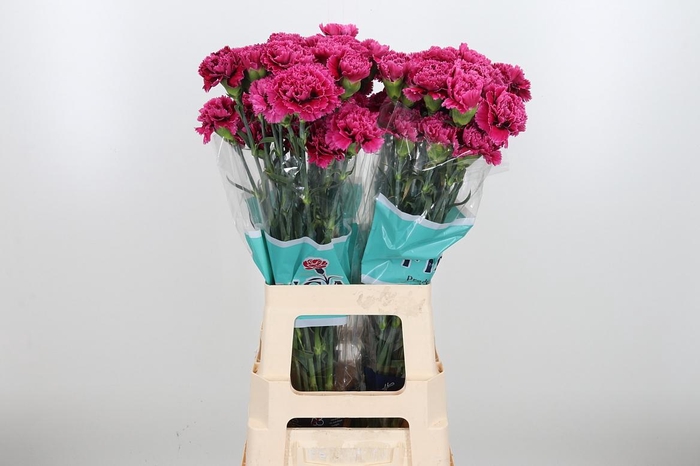 <h4>Dian St Nob Circus</h4>