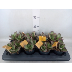 Kalanchoe humilis 'Surpris Desert'