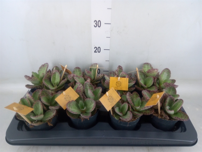 <h4>Kalanchoe humilis 'Surpris Desert'</h4>