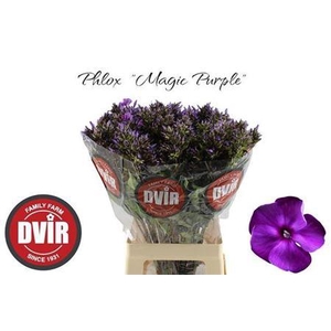 Phlox P Mag Pu Illusionz