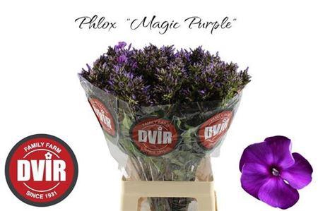<h4>Phlox P Mag Pu Illusionz</h4>