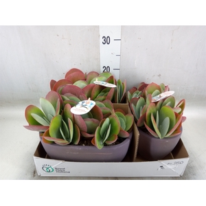 Kalanchoe NF thyrsiflora