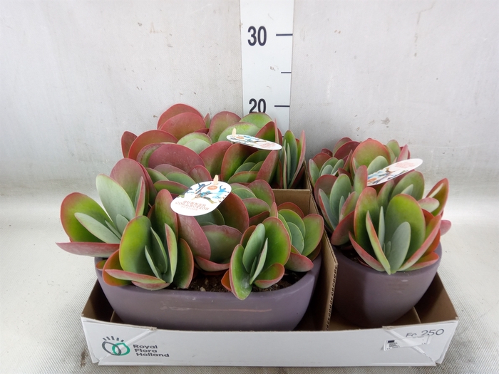 <h4>Kalanchoe NF thyrsiflora</h4>